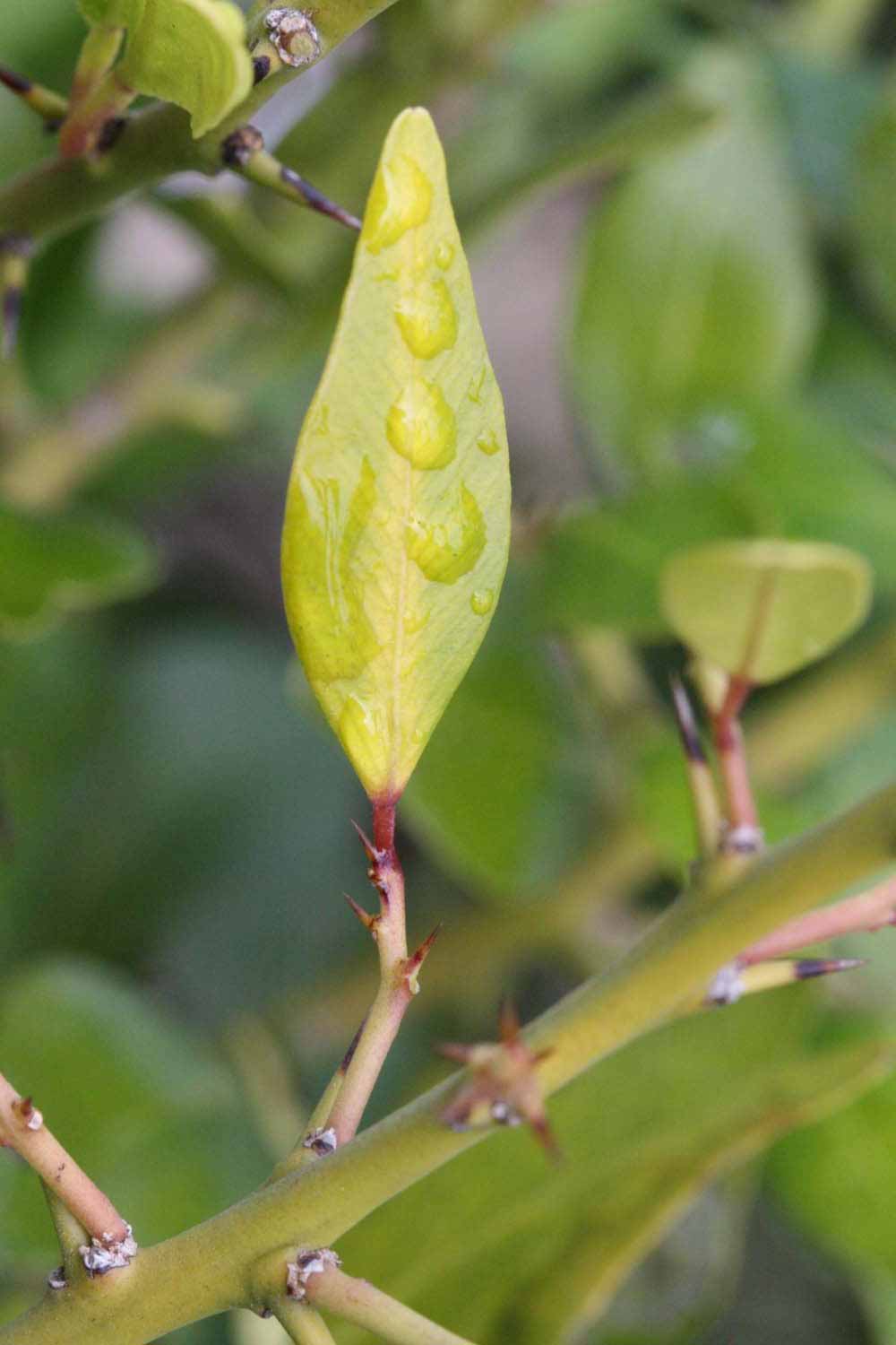            Unifoliolate leaf of  Microcitrus australis         (Riverside, CA)   